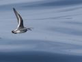 Red Phalarope